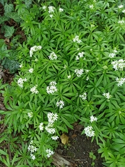 Galium odoratum