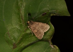 Hydrillodes nilgirialis