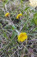 Tussilago farfara
