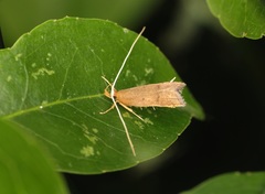 Lecitholaxa thiodora