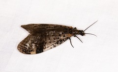 Neochauliodes bowringi