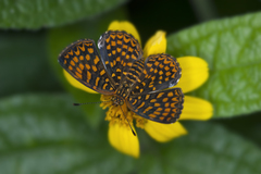 Antillea pelops
