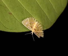 Alucita flavofascia