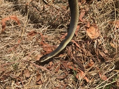 Dispholidus typus typus