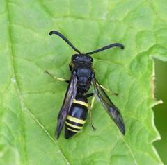 Ancistrocerus trifasciatus