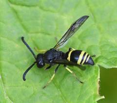 Ancistrocerus trifasciatus