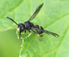 Ancistrocerus trifasciatus