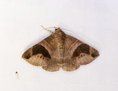 Bastilla joviana
