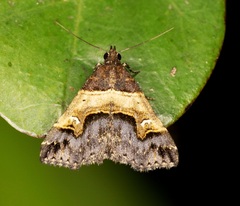 Bertula retracta