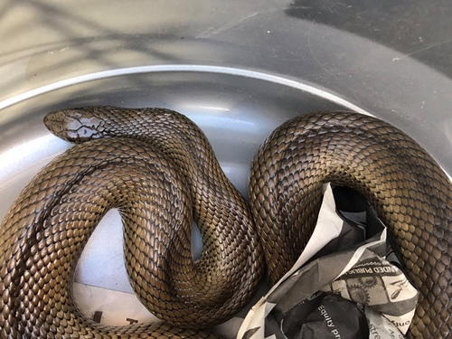 Photo of a Mole Snake (Pseudaspis cana)