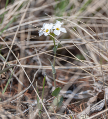 Noccaea cochleariformis