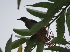 Turdus ignobilis