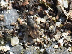 Megalonotus sabulicola