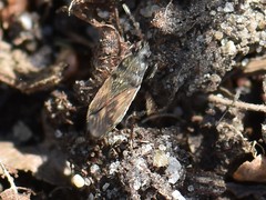 Megalonotus sabulicola