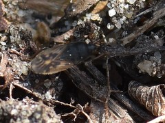 Megalonotus sabulicola