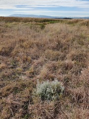 Plecostachys serpyllifolia