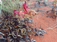 Leptosema chambersii