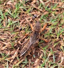 Gryllotalpa africana