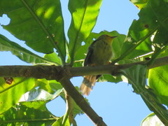 Metopothrix aurantiaca