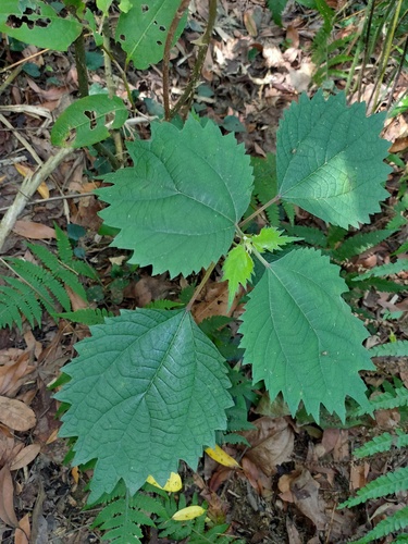 Boehmeria longispica