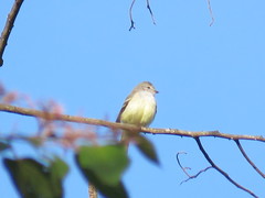Camptostoma obsoletum