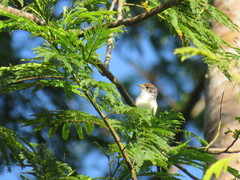 Serpophaga hypoleuca