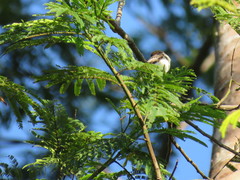 Serpophaga hypoleuca
