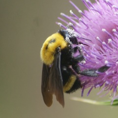 Bombus steindachneri