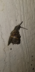 Cornu aspersum
