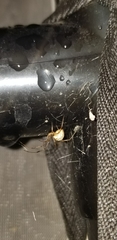 Latrodectus geometricus