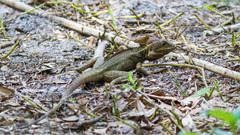 Basiliscus vittatus