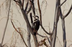 Dendrocopos syriacus