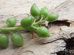 Populus nigra