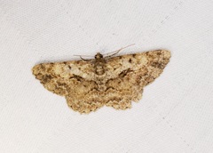 Psilalcis galsworthyi