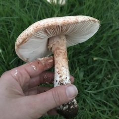 Saproamanita manicata
