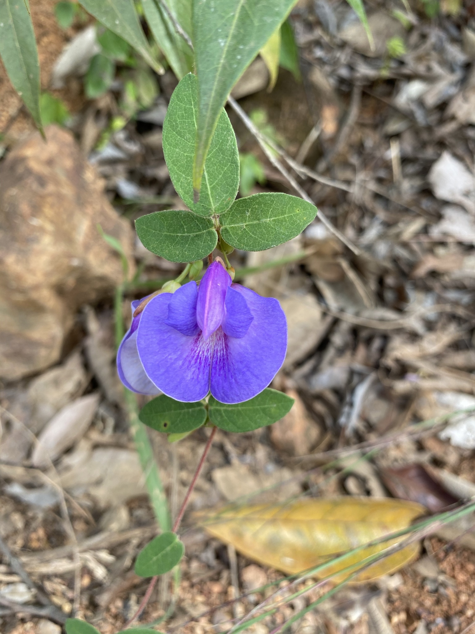 Periandra mediterranea
