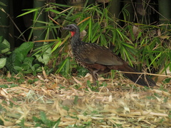 Penelope obscura