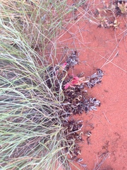 Leptosema chambersii