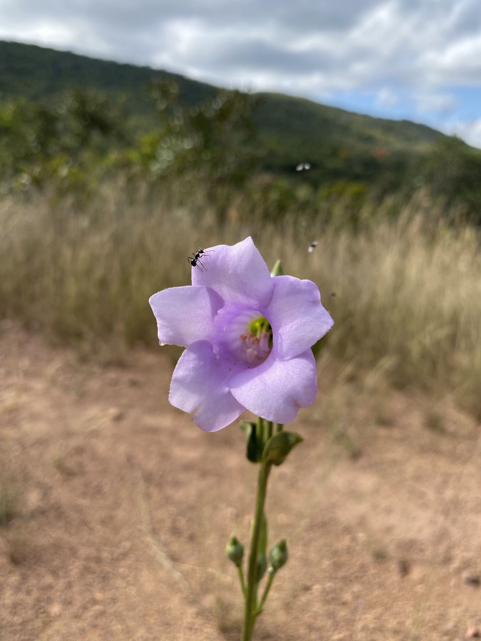 Calolisianthus speciosus