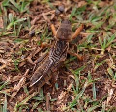 Gryllotalpa africana
