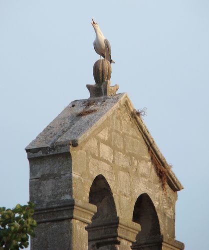 Gaviota patiamarilla (Larus michahellis)