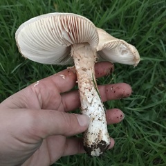 Saproamanita manicata