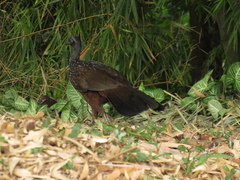 Penelope obscura