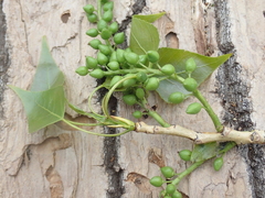 Populus nigra