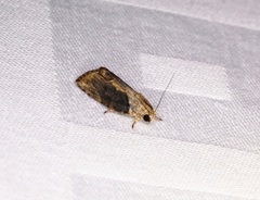 Etanna breviuscula
