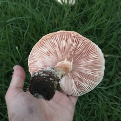 Saproamanita manicata