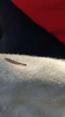 Parainocellia bicolor