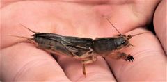 Gryllotalpa africana