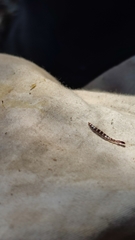 Parainocellia bicolor