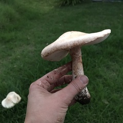 Saproamanita manicata